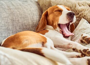¿Cuánto deben dormir los perros por día? Esto dicen los expertos
