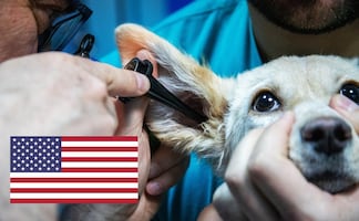 Hay vacantes para veterinarios mexicanos en Estados Unidos; dan alojamiento gratuito