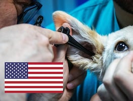 Hay vacantes para veterinarios mexicanos en Estados Unidos; dan alojamiento gratuito