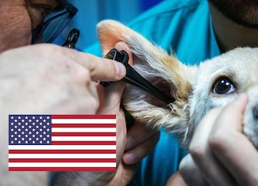 Hay vacantes para veterinarios mexicanos en Estados Unidos; dan alojamiento gratuito