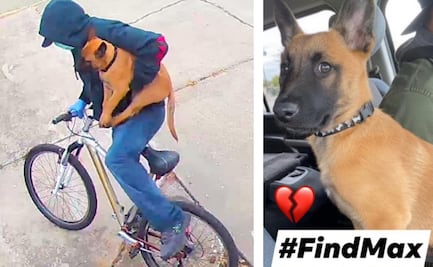 Hombre de California roba cachorro de enfermera que combate el Covid-19