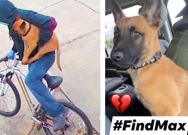 Hombre de California roba cachorro de enfermera que combate el Covid-19