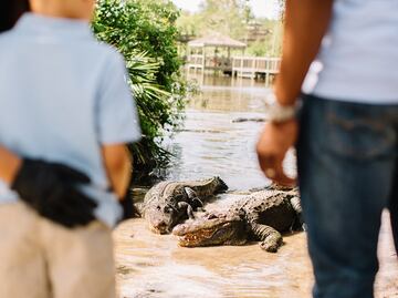 Ubicación, costo y atracciones de Gatorland en Orlando, Florida