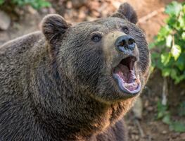 Soldado de Estados Unidos muere en fatal ataque de oso en Alaska