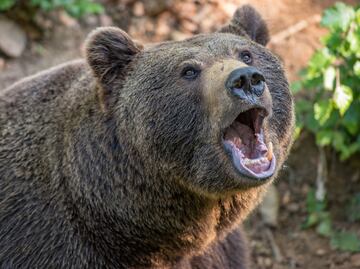 Soldado de Estados Unidos muere en fatal ataque de oso en Alaska