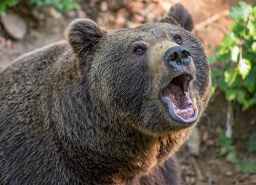 Soldado de Estados Unidos muere en fatal ataque de oso en Alaska