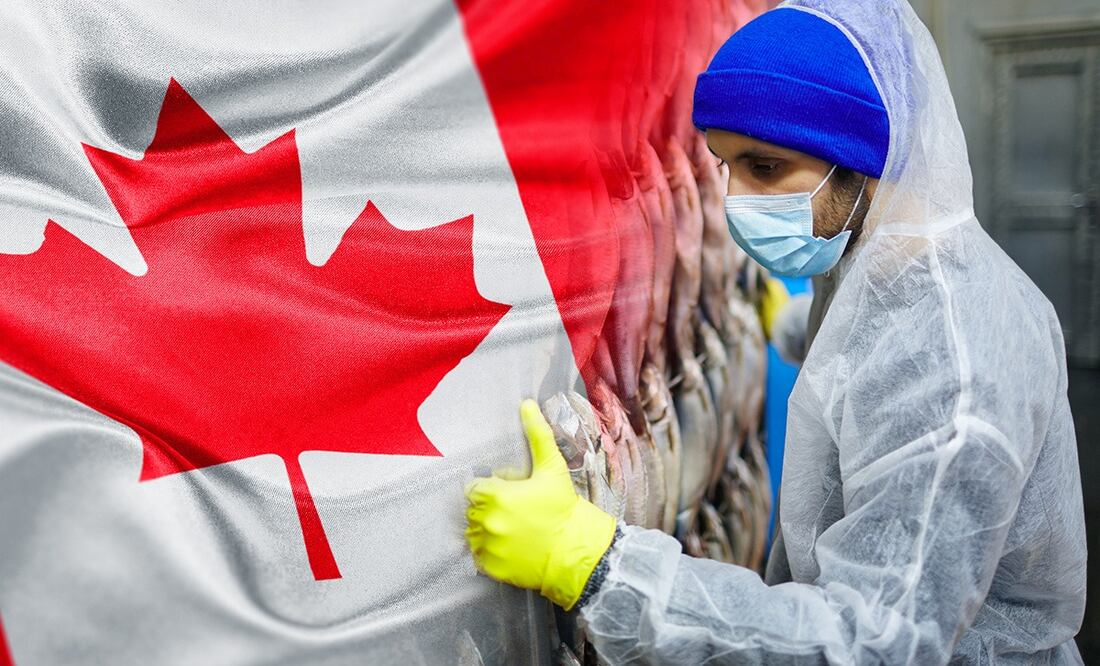 Solicitan mexicanos para trabajar en Canadá/ iStock/ shironosov