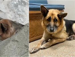 “Es un milagro que esté vivo”. Rescatan a pastor alemán que ataron con bridas y abandonaron en California