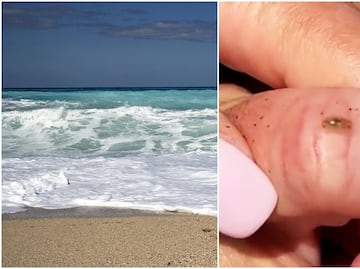 Encuentran en playas de California raros insectos “mini pirañas” que comen carne