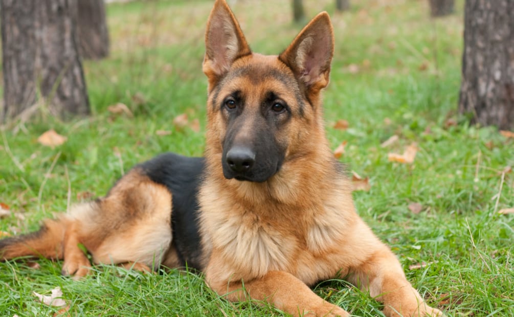 Día Mundial del Perro. Estas son las mejores razas de perros guardianes. Foto: Canva
