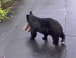 Video. Oso roba paquete de Amazon en casa de Connecticut