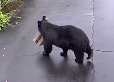 Video. Oso roba paquete de Amazon en casa de Connecticut