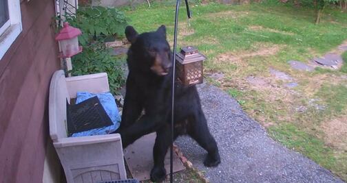 Video. Perro ahuyenta a oso del patio de una casa en Nueva Jersey 
