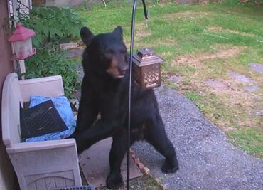 Video. Perro ahuyenta a oso del patio de una casa en Nueva Jersey