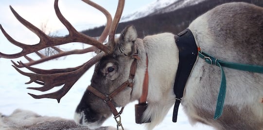 La experiencia Airbnb para conocer los renos de 'Santa Claus'