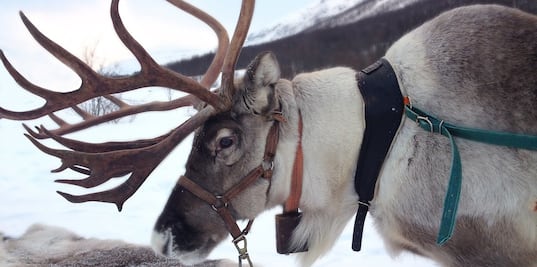 La experiencia Airbnb para conocer los renos de 'Santa Claus'