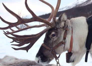 La experiencia Airbnb para conocer los renos de 'Santa Claus'