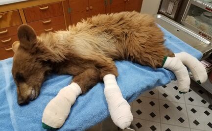 Rescatan a oso de incendio forestal en Colorado