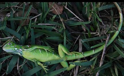 Ola de frío en Florida provoca el cierre de parques acuáticos y "lluvia de iguanas"