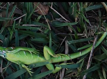 Ola de frío en Florida provoca el cierre de parques acuáticos y "lluvia de iguanas"