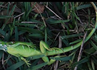 Ola de frío en Florida provoca el cierre de parques acuáticos y "lluvia de iguanas"