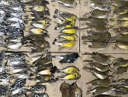 Cientos de aves mueren tras estrellarse contra torres de Nueva York (video)