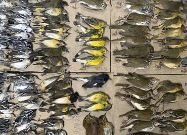 Cientos de aves mueren tras estrellarse contra torres de Nueva York (video)