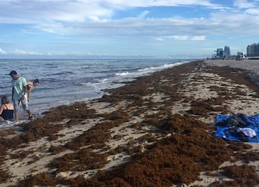 Retiran sargazo de Miami Beach con camiones; el problema crece