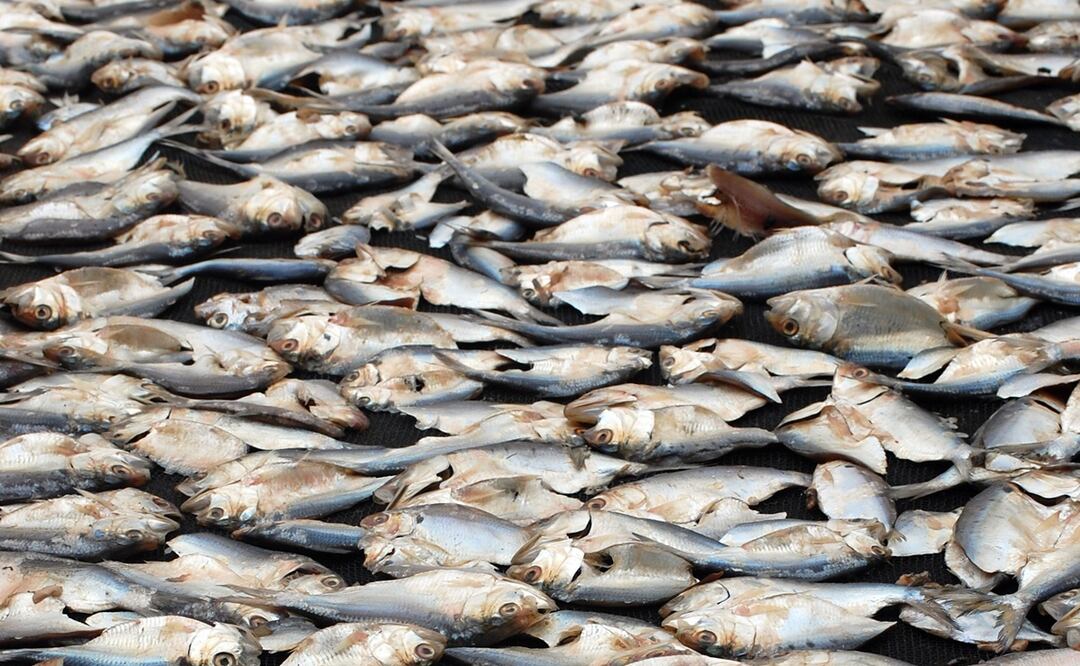 Decenas de miles de peces muertos cubren las playas de Texas: ¿Cuál es la causa ? iStock / Wirestock