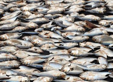 ¿Qué causó la aparición de decenas de miles de peces muertos en la costa de Texas?