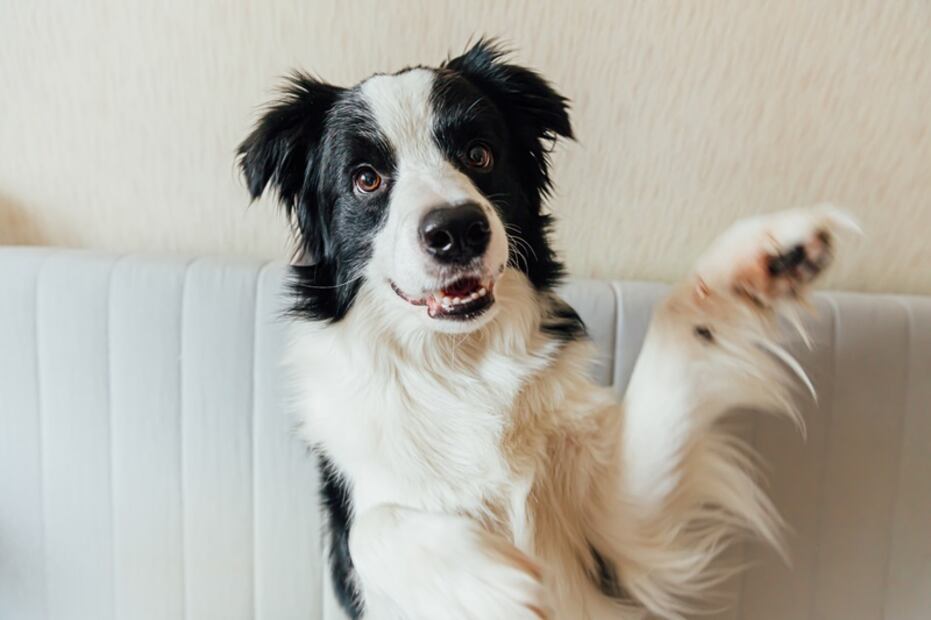 Collie Border. Foto: iSTOCK- Iuliia Zavalishina