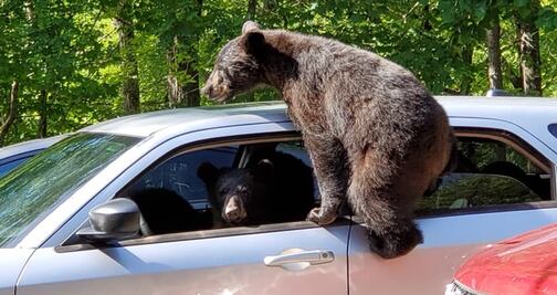 Osos sorprenden al invadir auto de turista en Tennessee