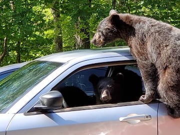 Osos sorprenden al invadir auto de turista en Tennessee
