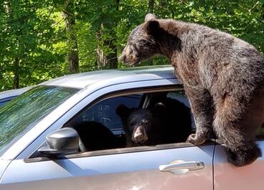 Osos sorprenden al invadir auto de turista en Tennessee