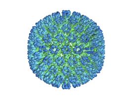 Virus Epstein-Barr sería la causa principal de la esclerosis múltiple