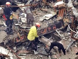Perros de rescate, héroes en los atentados del 11 de septiembre