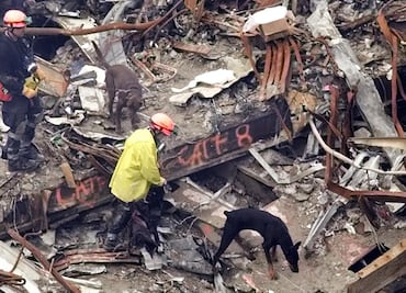 Perros de rescate, héroes en los atentados del 11 de septiembre