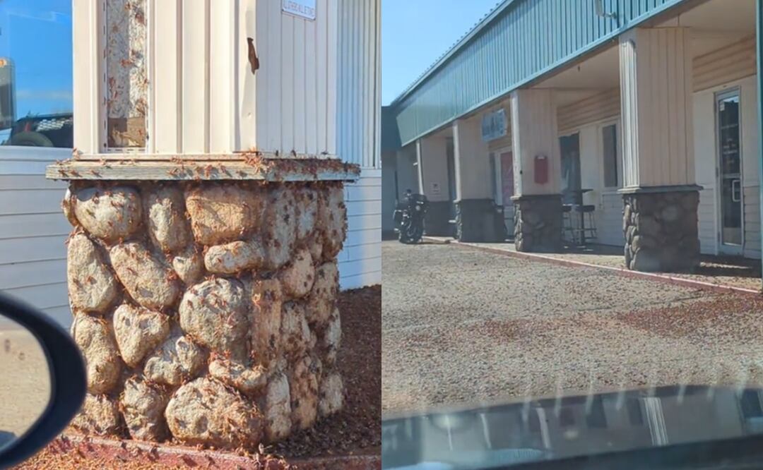 Video. Infestación de grillos mormones desatan pánico en Nevada. Foto: TikTok