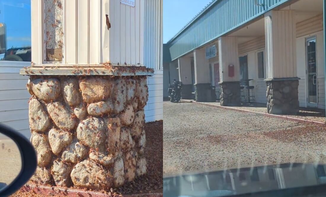 Video. Infestación de grillos mormones desatan pánico en Nevada. Foto: TikTok