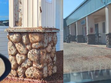 Video. Infestación de grillos mormones desatan pánico en Nevada