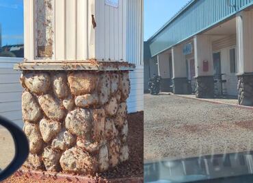 Video. Infestación de grillos mormones desatan pánico en Nevada