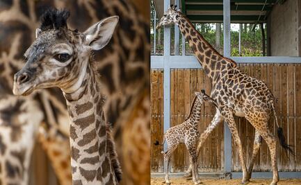 Nace tierna jirafa en Walt Disney World; la tercera en el año 
