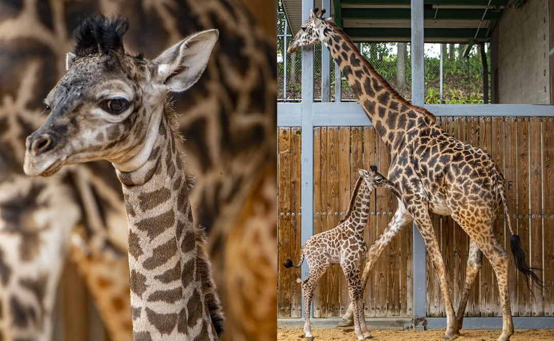 Cortesía de AdNova y Disney World Latino 