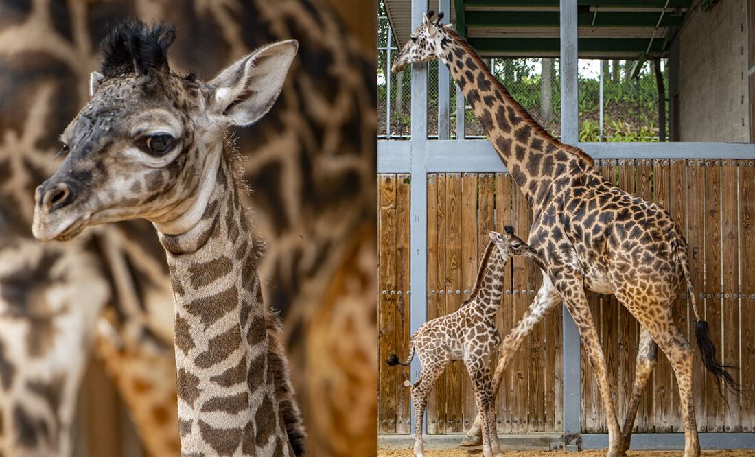 Cortesía de AdNova y Disney World Latino