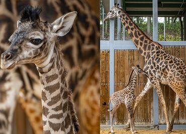 Nace tierna jirafa en Walt Disney World; la tercera en el año