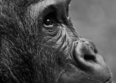 Imágenes del examen médico del gorila "Barney" se viralizan