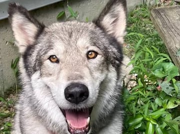 Cazador mata a perro doméstico en EU al confundirlo con coyote