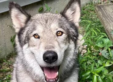 Cazador mata a perro doméstico en EU al confundirlo con coyote