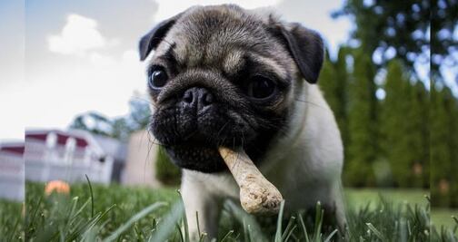 Productos venenosos que debes alejar de tus mascotas en este otoño