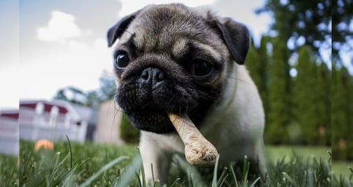 Volcán Popocatépetl. ¿Cómo proteger a tu mascota ante la caída de ceniza?